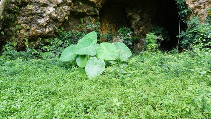 Close-Up of Colocasia Leaf with Water Droplets