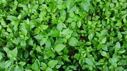 green leaves background