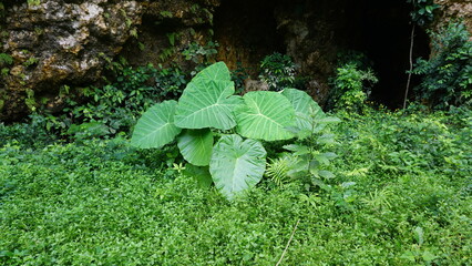 Close-Up of Colocasia Leaf with Water Droplets