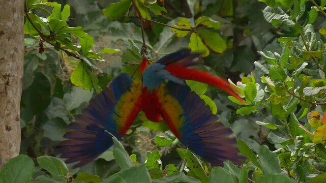 scarlet macaw high-spirited lurches in the branches of  a wild almond tree 200