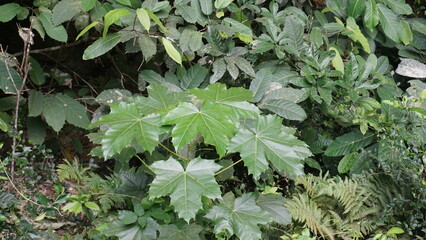 green leaves background