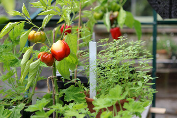Ripening red peppers in pots on a shelf in the greenhouse.