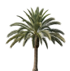Obraz premium Full Date Palm Tree with Fronds and Trunk Isolated PNG Cutout Transparent