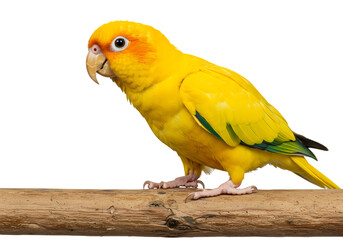Golden conure perched elegantly on a wooden branch