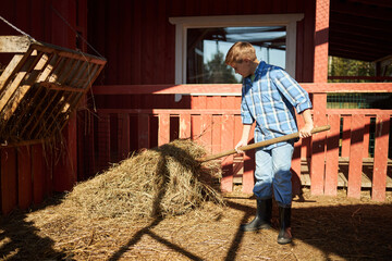 Caucasian boy working with pitchfork moving hay inside barn, wearing boots and plaid shirt, sunlight casting shadows on ground, farm building structure visible in background © DragonImages