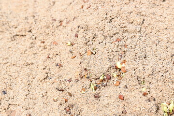 Sprouted Macrotyloma uniflorum in Sand. Its common names horse gram, kulthi bean, gahat, hurali and  Madras gram. Its  legume native to tropical southern Asia. Sprouted grains or Sprouted pulses.