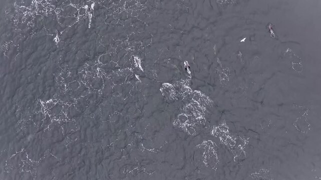 Aerial view of common dolphins feeding above huge dragnet in Donegal bay, Ireland