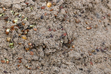 Sprouted Macrotyloma uniflorum in Sand. Its common names horse gram, kulthi bean, gahat, hurali and  Madras gram. Its  legume native to tropical southern Asia. Sprouted grains or Sprouted pulses.