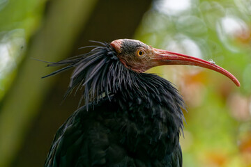 Northern Bald Ibis, Waldrapp (Geronticus eremita)