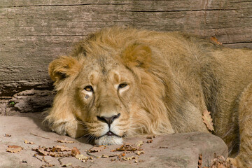 Asiatic Lion, Asiatischer Loewe (Panthera leo persica), Asiatic Lion, Asiatischer Loewe (Panthera...