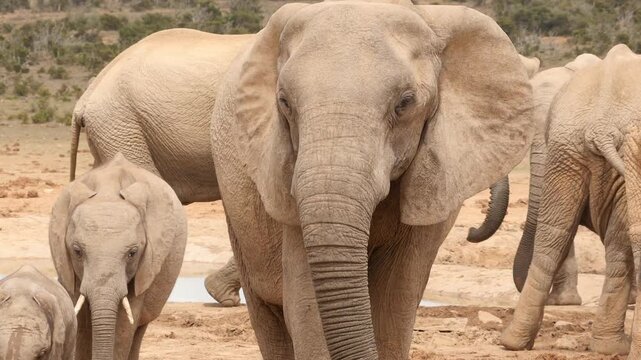 elephant approaching slowly frontal, close 202