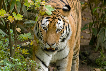 Siberian Tiger, Sibirischer Tiger (Panthera tigris altaica), Siberian Tiger, Sibirischer Tiger (Panthera tigris altaica) Amur Tiger