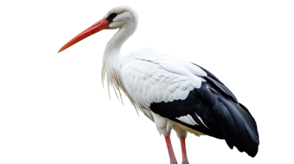 White stork bird with red beak isolated on a transparent background