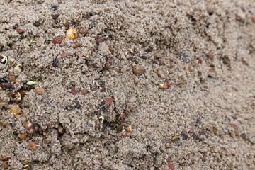 Sprouted Macrotyloma uniflorum in Sand. Its common names horse gram, kulthi bean, gahat, hurali and  Madras gram. Its  legume native to tropical southern Asia. Sprouted grains or Sprouted pulses.