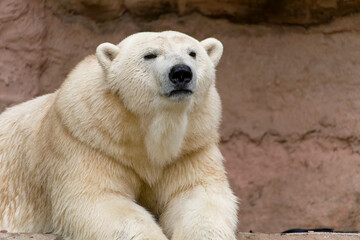 Eisbaer Polar Bear (Ursus maritimus) native to the Arctic region