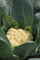 A detailed close-up of a fresh cauliflower head nestled within its large green leaves. This vertical shot highlights the crisp texture of the white curd and the veins of the surrounding foliage. The i