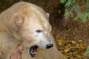 Obraz premium Eisbaer Polar Bear (Ursus maritimus) native to the Arctic region