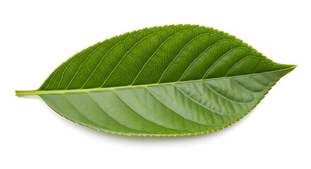 Obraz premium Single Green Leaf with Detailed Veins on White Background.