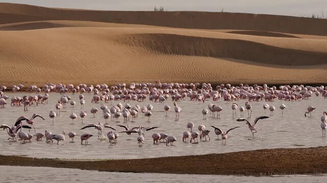 huge flocks of flamingos wading in a lake between sand dunes 680