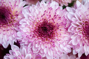 Delicate pink chrysanthemums are a bright decoration of autumn days.
