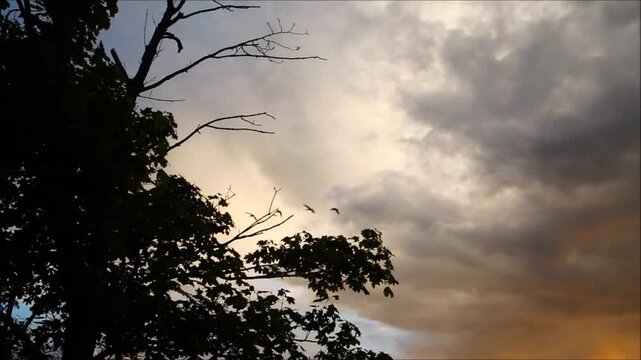Geese in the evening sky in summer