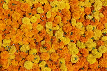 A vibrant, top-down, full-frame view of a dense carpet of orange and yellow marigold flowers. The blossoms are tightly packed together, creating a rich, textured floral background. This image is ideal