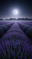 Lavender field under a full moon in a starry night sky. Night landscape with blooming purple flowers for natural beauty.
