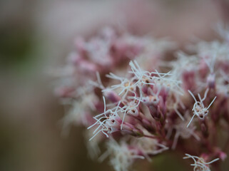 10月に美しく咲いた可憐なフジバカマの花