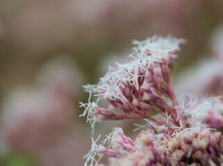 10月に美しく咲いた可憐なフジバカマの花