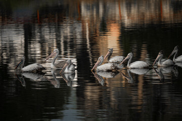 pelicans on the lake