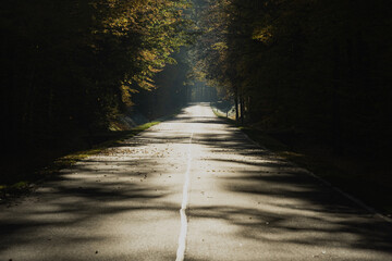 Afaltowa droga w liściastym lesie. Po obu stronach drogi rosną wysokie drzewa skryte w głębiskim cieniu. Jezdnia oświetlona jest jaskrawym światłem wschodzącego słońca. © boguslavus