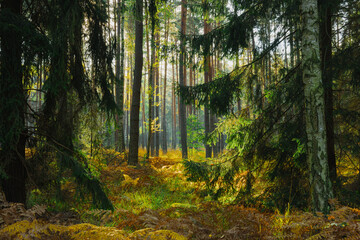 Fototapety na wymiar - Fototapeta24.pl