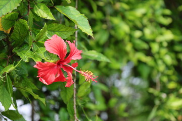 A vibrant, red hibiscus flower in full bloom, set against a lush, soft-focus green background. The flower is positioned on the left, leaving ample copy space on the right. This image is perfect for il