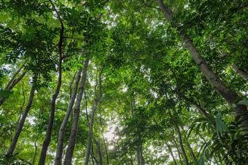 Nature green forest. sunrise in a spring  forest with bright young foliage glowing in the rays of the sun and shadows from tree