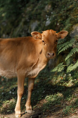 A Charming Calf Enjoying Nature A Beautiful and Serene Moment