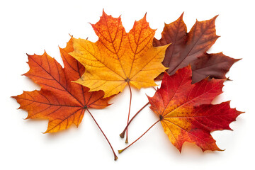 Vibrant autumn maple leaves in warm hues of red, orange, and yellow capture the essence of fall's colorful transition beautifully.