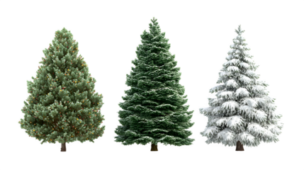 A set three christmas tree on empty tree second decorated tree and third snow tree isolated on white backhground