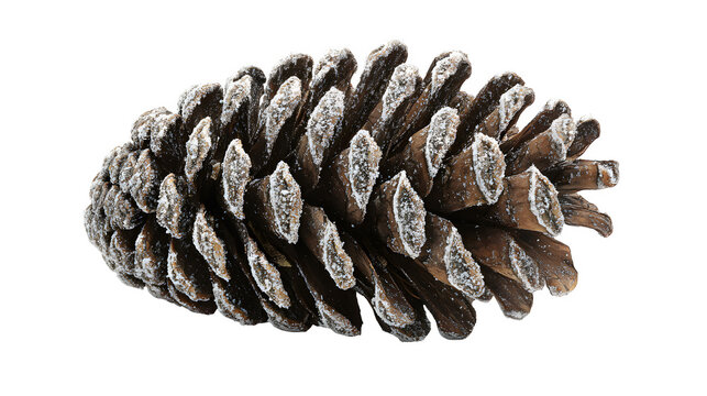 A simple, unadorned pinecone with a light dusting of snow. Realistic, high-resolution photo, isolated on white background.