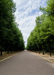 tree in the park and walkway