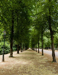 alley in beautiful park
