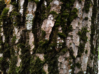 beautiful natural texture up close