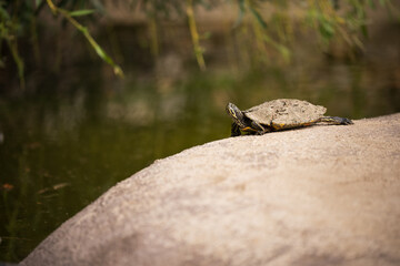 Turtle resting on rock near water edge
