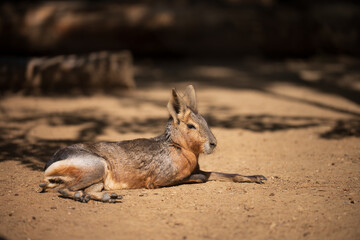 Patagonian mara resting on sandy ground in sunlight
