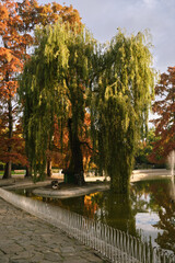 Obraz premium Weeping willow tree by a tranquil pond in an autumn park, with drooping branches reflecting in still water, colorful fall foliage and a decorative fountain nearby.