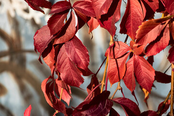Burgundy leaves of a climbing plant