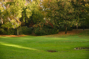 A peaceful autumn park scene with sunlit green grass, scattered leaves and shallow puddles near a tree line, showcasing seasonal foliage and soft light across a tranquil lawn.