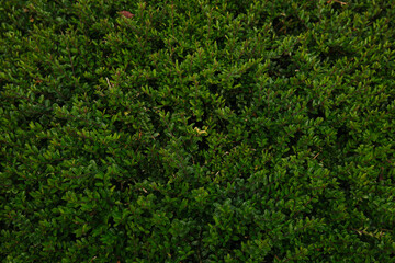 Close-up view of dense green moss forming a soft natural carpet, showcasing intricate texture and tiny foliage details. Lush verdant growth ideal for nature background imagery.