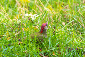 A green woodpecker on the grass
