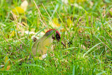 A green woodpecker on the grass