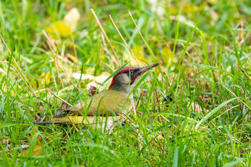 A green woodpecker on the grass